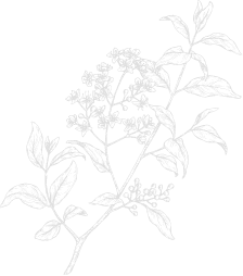Botanical Art