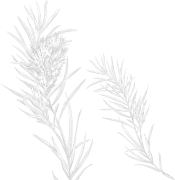 Botanical Art
