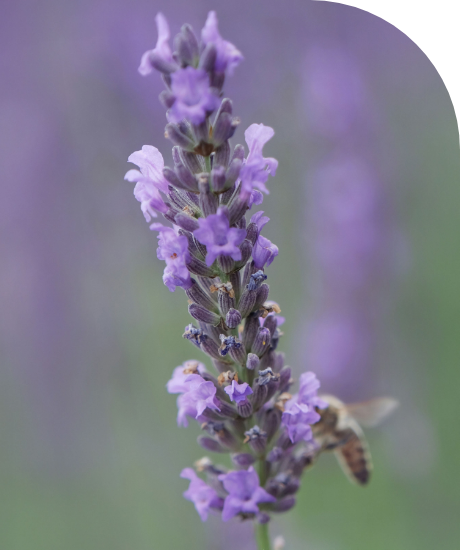 Lavender